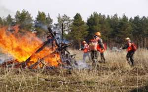 За сутки в России ликвидировано 50 лесных пожаров. Фото: http://lesvesti.ru