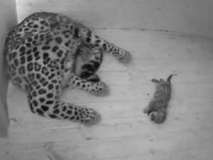 Котята леопардов. Фото: http://lenta.ru
