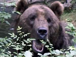 Медведь. Фото: http://vesti.ru