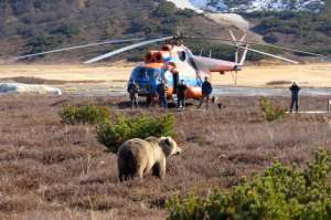 Медведь в Кроноцком заповеднике. Фото: http://pixanews.com/