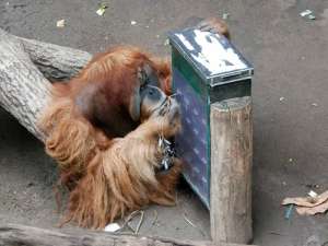 Орангутанги помнят, чем занимались несколько лет назад. (Фото Max Planck Institute for Evolutionary Anthropology.)