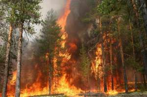 Лесные пожары. Фото: http://www.vashsad.ua