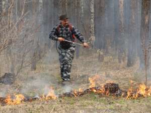 С начала года лесные пожары в России прошли более полумиллиарда гектаров. Фото: http://lesvesti.ru