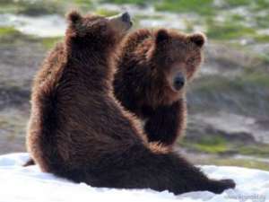 Более 800 медведей обитают в Кроноцком заповеднике. Фото: http://eho-dv.com