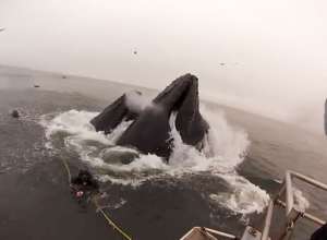Дайверы едва не угодили в пасть к китам у берегов Калифорнии. Фото: Вести.Ru