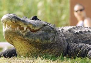 Крупный аллигатор. Фото: http://delphi.lv