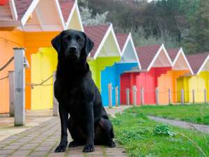 Российские ученые доказали, что, вопреки распространенному заблуждению, собаки способны различать цвета. Фото: Global Look Press