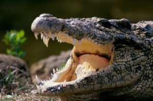 Крокодил едва не откусил голову дрессировщику. Фото: http://www.mignews.com