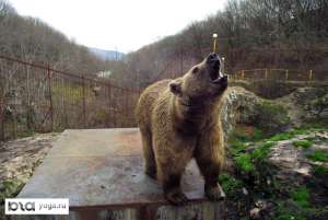В Кавказском заповеднике подсчитали медведей. Фото: ЮГА.ру