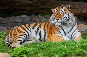 Амурский тигр. Фото: http://www.la-star.ru/