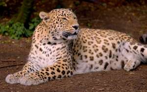 Переднеазиатский леопард. Фото: http://animalspace.net