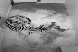 В зоопарке США родились редкие суматранские тигрята. Фото: http://www.mignews.com