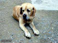 Ученые объяснили, почему собак жалко больше, чем людей. Фото: http://www.rosbalt.ru