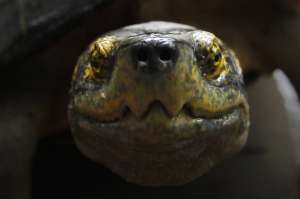 Черепаха. Фото: http://bigpicture.ru