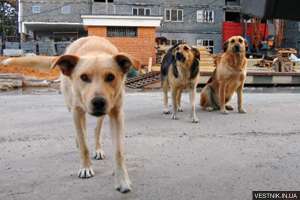 Бездомные животные. Фото: http://vestnik.in.ua