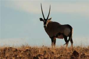 Сернобык (Oryx Gazella Gazella) в регионе Кунене в Намибии. (Фото: Дэвид Леман / IZW)