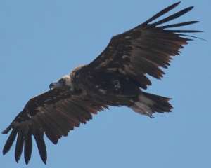 Черный гриф. Фото: http://birds-altay.ru/