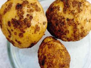 Золотистая картофельная нематода. Фото: http://amurpress.ru/