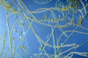 Морской фитопланктон (фото Wim van Egmond / Visuals Unlimited / SPL).