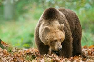 Бурый медведь. Фото: http://www.zoopicture.ru