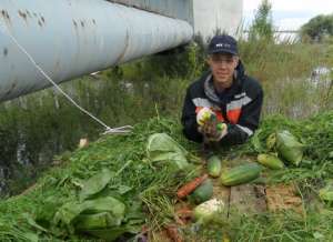 В Хабаровском крае арендаторы леса спасли от наводнения зайцев. Фото: http://lesvesti.ru