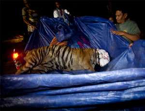В одном из зоопарков Индонезии отравили животных. Фото: nr2.ru