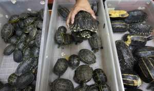 Контрабанда черепах. Фото: http://pixanews.com/