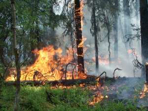 Лесной пожар. Фото: http://www.aviales-rkomi.ru