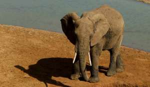 В Зимбабве браконьеры отравили 41 слона цианистым калием. Фото EPA с сайта &quot;Голос России&quot;