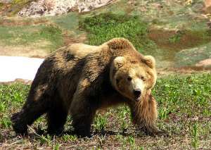 Медведь. Фото: http://www.nebudbaiduzhym.com