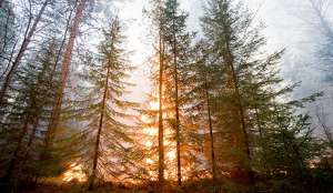 Пожар в тайге. Фото: http://ruvr.ru