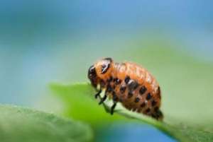 Личинка колорадского жука. (Фото: Gary Felton, Penn State)