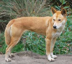 Динго. Собаки динго были несправедливо обвинены в вымирании на австралийском континенте тасманийского волка (thylacine) и сумчатого дьявола, как выяснило новое исследование. (Фото:  sueg0904/Fotolia )