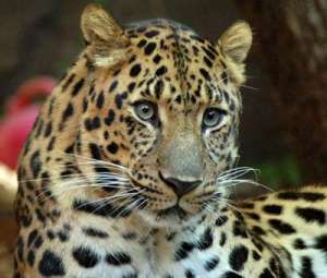 Дальневосточный леопард (wikipedia.org).