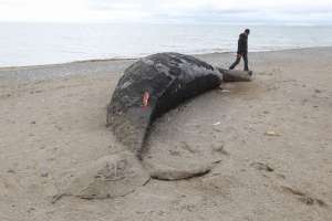 Мертвый кит. Фото: http://wikimedia.org