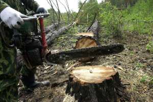 Вырубка леса. Фото: http://gazeta.ru/