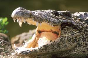 Крокодил. Фото: http://bigpicture.ru/