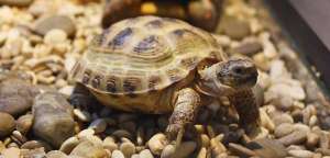 Среднеазиатская черепаха. Фото: http://www.yaroslavlzoo.ru