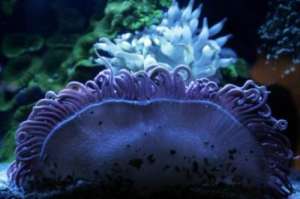 Красочные кораллы в заливе Эйлат. (Фото: Amatzia Genin)