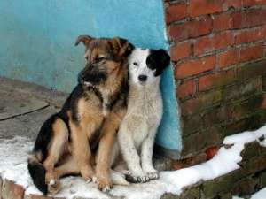 В Архангельске с начала этого года отловлено 807 бездомных собак. Фото: liveinternet.ru
