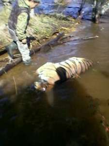 В Хабаровском крае найден утонувший тигр. Фото: ЭХО-ДВ