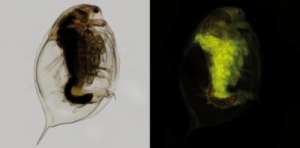 Это снимок пресноводного ракообразного D. magna. Флуоресцентное изображение показывает микропластические частицы в его пищеварительном тракте. (Фото: Current Biology, Imhof et al.)