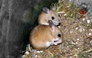 Сумчатые мыши – млекопитающие, практикующие суицидальное спаривание (фото Stephen Barnett/Flickr).