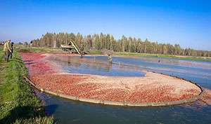ПРООН реализует новый проект по сохранению белорусских болот. Фото: БЕЛТА