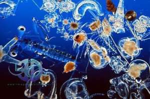 Планктон. Фото: http://www.oceanology.ru/