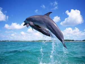 Дельфины. Фото: http://www.sunhome.ru/