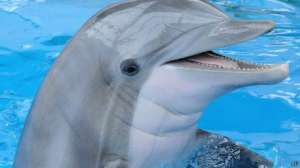 Дельфины посылают сдвоенные ультразвуковые сигналы для обнаружения рыбы. Фото: bbc.co.uk
