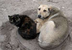 Бездомные собаки. Фото: http://www.nn.ru
