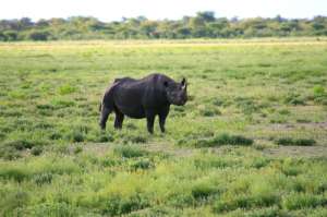 Намибийский черный носорог. Фото: http://www.tourblogger.ru/