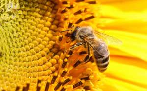 Пчела. Фото: http://nnm.me/